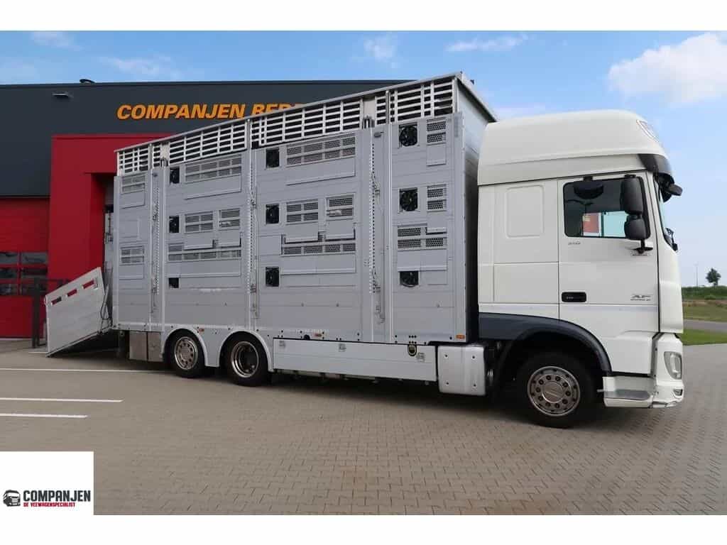 DAF XF 510 Super Space Cab - Livestock transport - Pezzaioli - Euro livestock truck